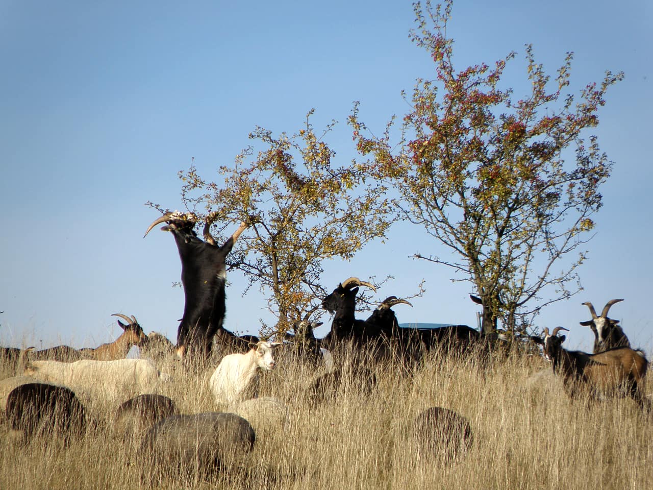 landkaeufe-wilder-berg-bei-seelow-3