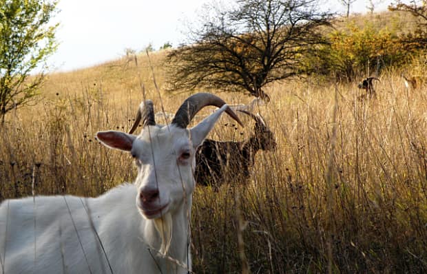 landkaeufe-wilder-berg-bei-seelow-4