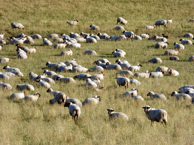 landkaeufe-wilder-berg-bei-seelow-5