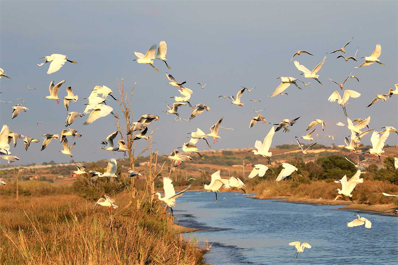 landkaeufe-zugvogelschutzgebiet-pantani-cuba-und-longarini-16