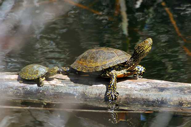 landkaeufe-zugvogelschutzgebiet-pantani-cuba-und-longarini-22b