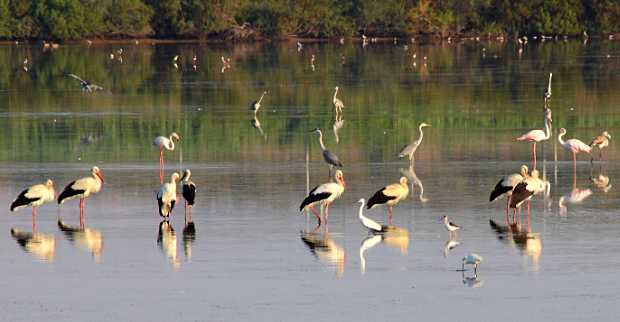 landkaeufe-zugvogelschutzgebiet-pantani-cuba-und-longarini-25b