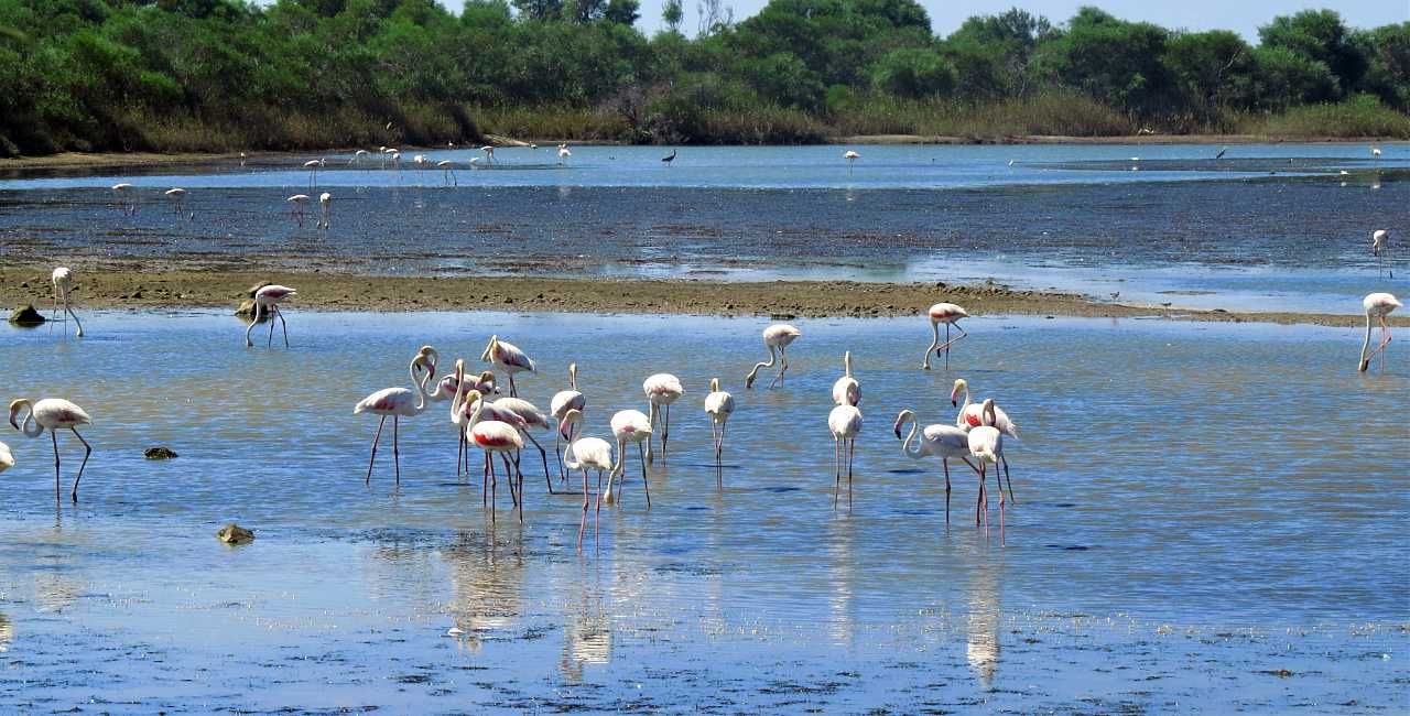 landkaeufe-zugvogelschutzgebiet-pantani-cuba-und-longarini-5