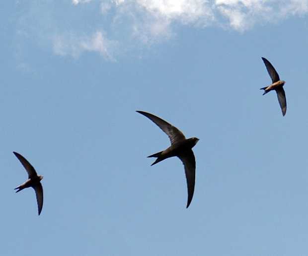 Mauersegler am Sommerhimmel © K. Roggel