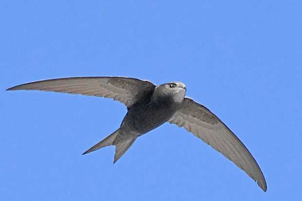 Ein Mauersegler-Portrait am Himmel über Berlin © K. Roggel