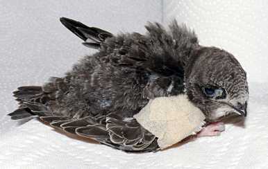 Flügelverletzter Jungsegler-Patient © E. Brendel