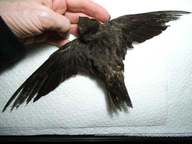 Mauersegler mit Gefiederschaden © E. Brendel