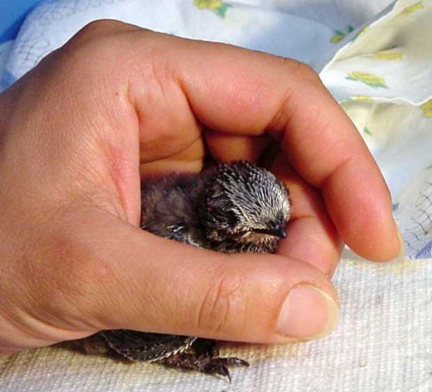 Mauersegler-Küken wohlbehütet © SPA