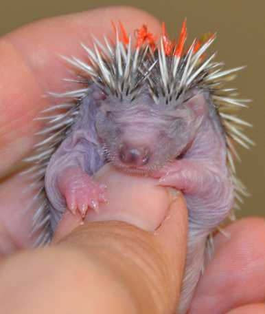 In der Igelstation zur Welt gekommenes Igelbaby © A. Baronetzky