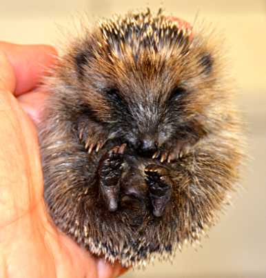 Igelbaby satt und müde © A. Baronetzky