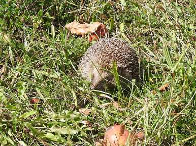 Auf Streuobstwiese freigelassener gesund gepflegter Igel © SPA