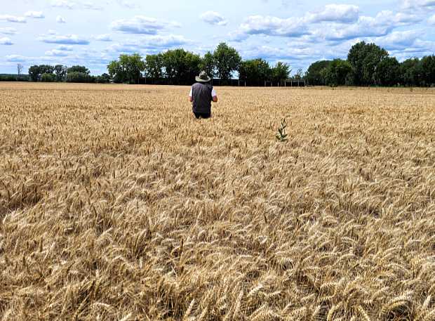 The famous search for 'the needle in the haystack'. Here, the harrier ground nest in the cornfield