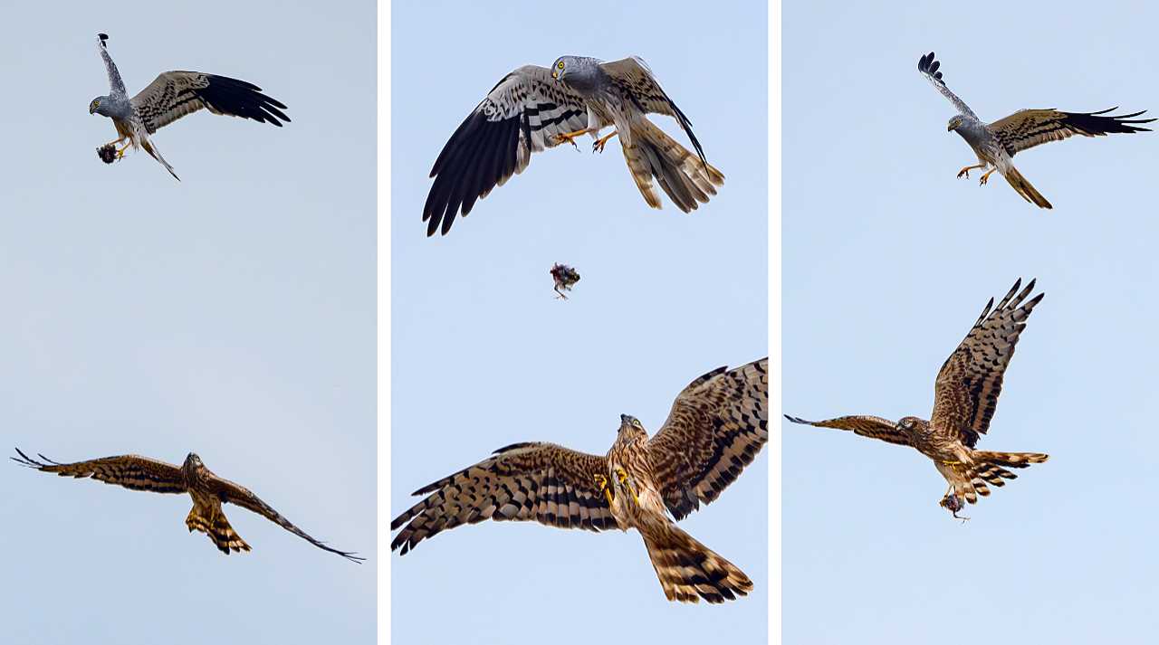 Impressive manoeuvre: the Montagu's Harrier hands over prey in flight