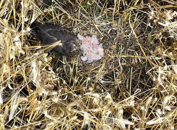 Drone photo: Female Montagu’s Harrier with chicks in ground nest