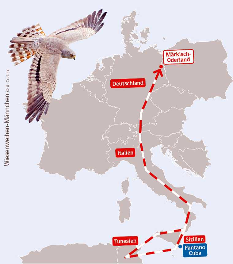 Montagu’s Harrier migration route - Diagram