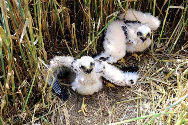 Young Montagu's Harriers in a ground nest