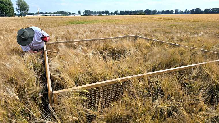 Erection of a protective fence around a Montagu's Harrier ground nest