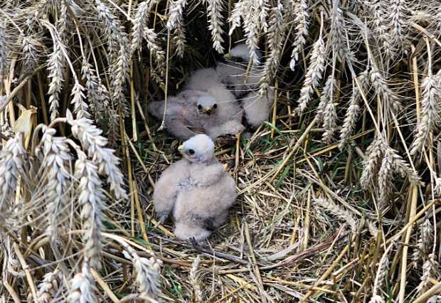 Drone photo: Montagu's Harrier ground nest with young in a cornfield