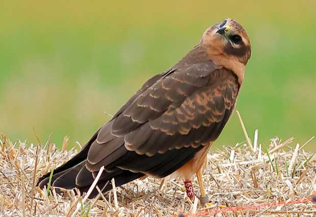 The reward for all the hard work: a fully-fledged young Montagu's Harrier