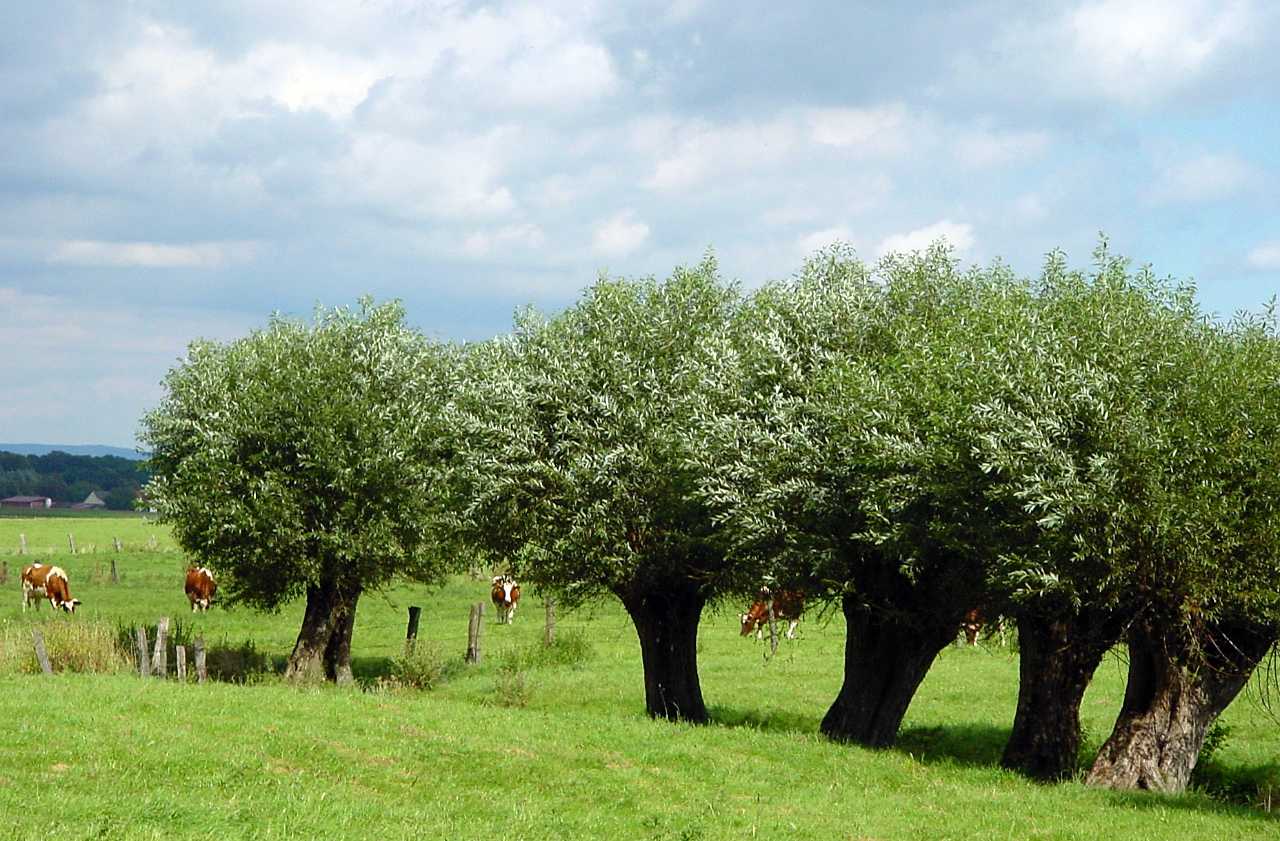 Kopfweidenlandschaft bei Thüle, Paderborner Land © SPA