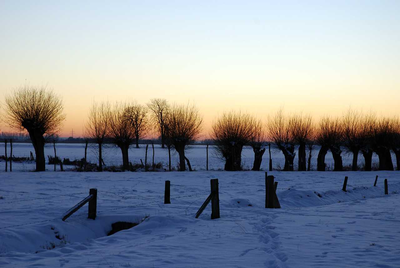 Winterliche Kopfweidenlandschaft im Paderborner Land © SPA