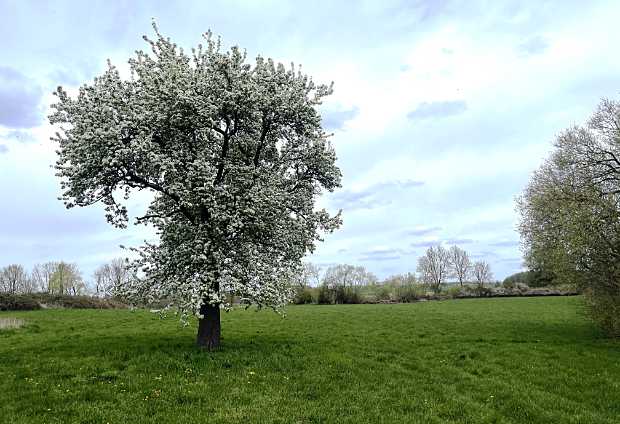 Der 104 Jahre alte blühende Birnbaum auf der Wiese bei Teterow