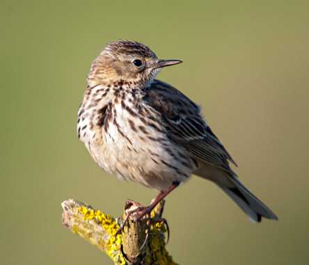 Wiesenpieper auf Sitzwarte