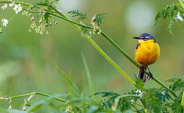 Wiesenschafstelze in einer Feuchtwiese