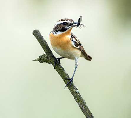 Braunkehlchen mit Wiesenschnaken-Beute