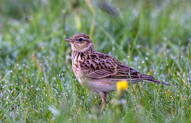 Feldlerche in taufrischer Wiese