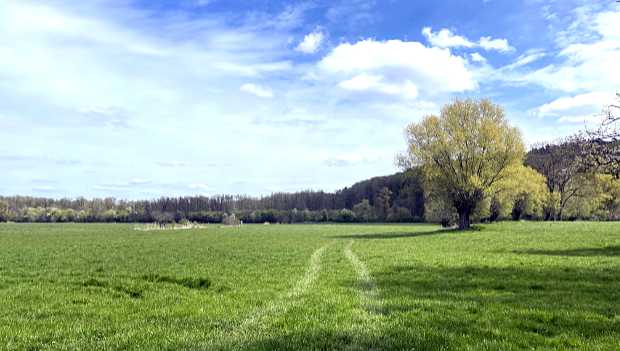 Intensiv genutzte monostrukturierte Grünlandfläche bei Lelkendorf