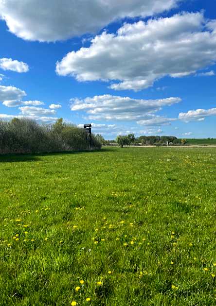 Noch artenarme Wiesenflächen