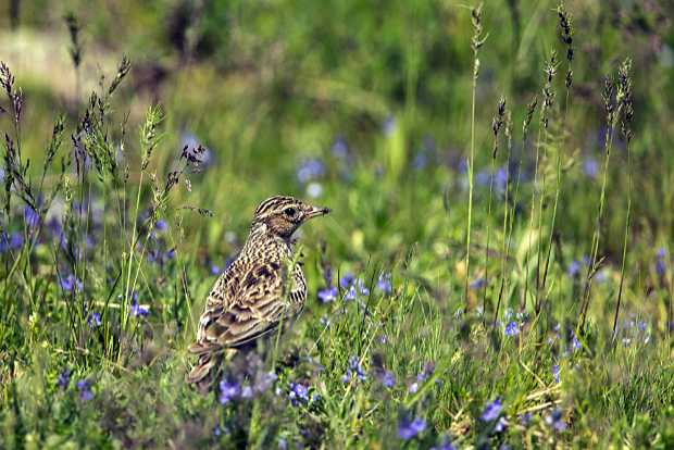 Feldlerche in einer Blühwiese
