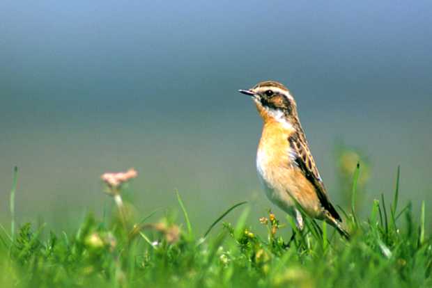 Braunkehlchen in der Wiese
