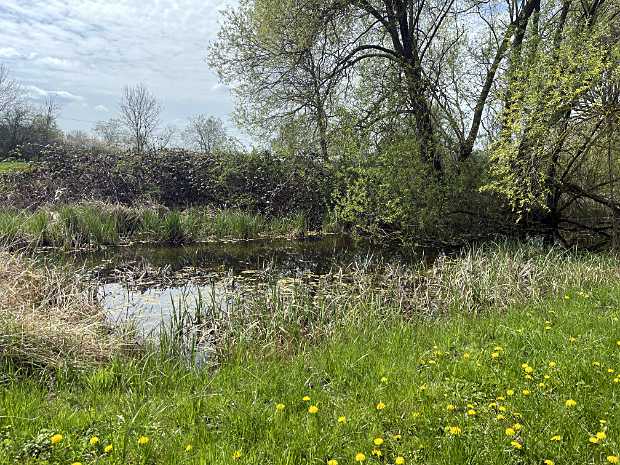 Süßwasser-Quelle mit artenreichem Teich am Wiesenrand