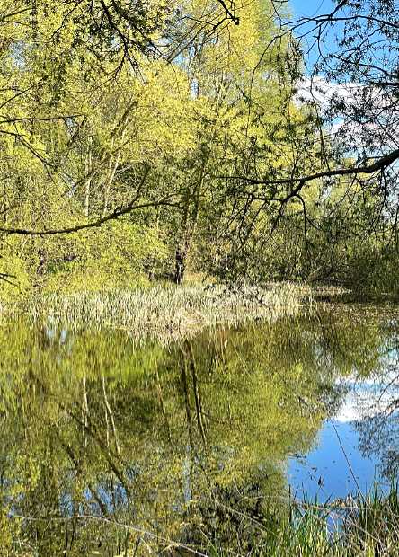 Artenreicher Teich mit Quelle
