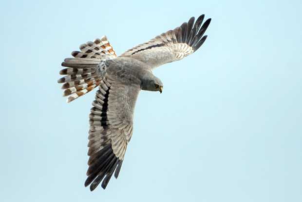 Male Montagu's Harrier in flight