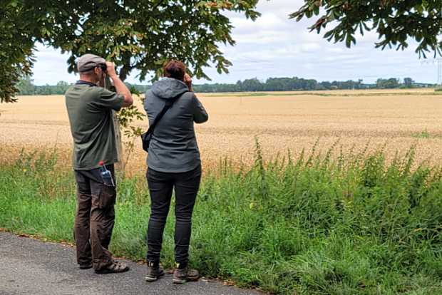 Conservationists on the lookout for Montagu's Harriers