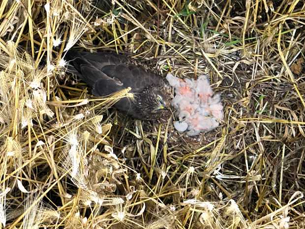 A female Montagu's Harrier on the ground nest with chicks