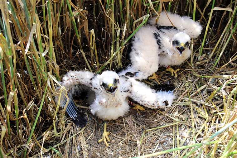 Young Montagu's Harriers on the ground