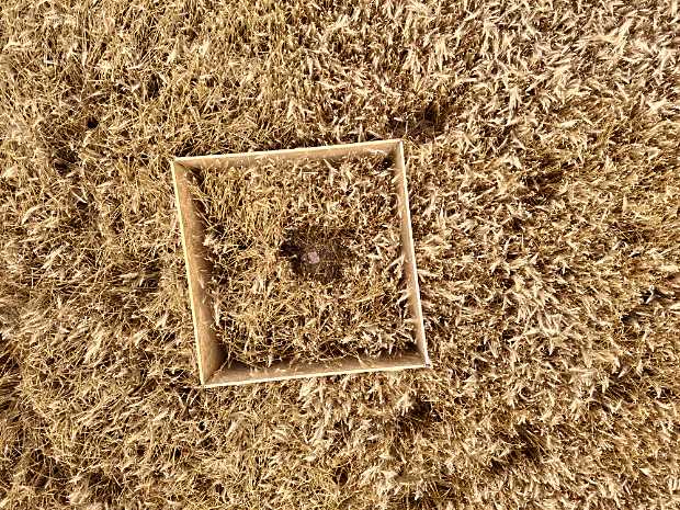 Drone photo: Montagu’s Harrier nest in a wheat field grain field