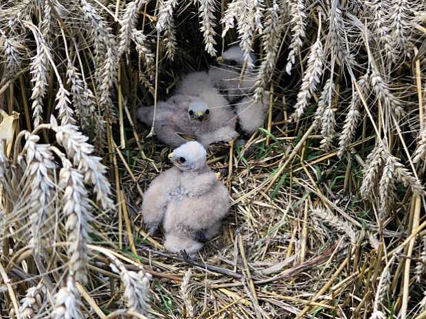 Young Montagu's Harriers in a protected ground nest with chicks