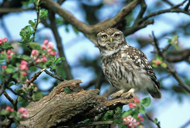 Wildtierschutzprojekte